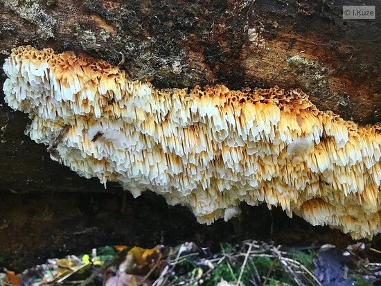 Pycnoporellus alboluteus